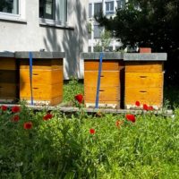 Bienenstöcke_Waga