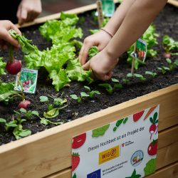 WiG_Wiener_Schulfruchtprogramm_2023_Johannes_Hloch_011